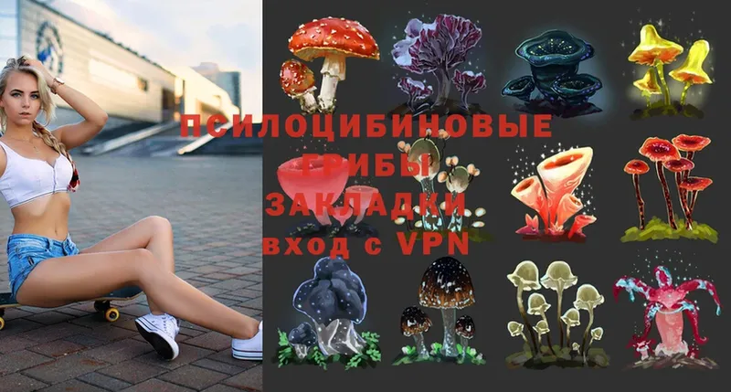 Галлюциногенные грибы Psilocybe  Корсаков 